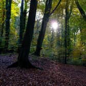 According to the report, only seven per cent of UK native woodland is in good ecological condition (Photo: Richard Heathcote/Getty Images)