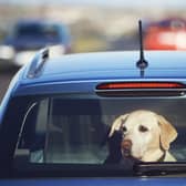 Dogs stuck in hot cars can quickly become unwell