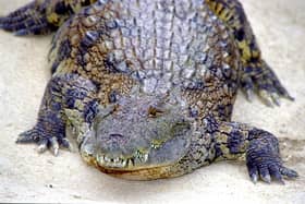 A restaurant in Taiwan has introduced crocodile ramen to its menu but you have to be on a waiting list to try it. (Photo by Fernando Camino/Cover/Getty Images)