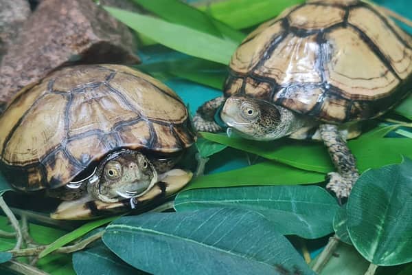 Endangered turtles stolen from UK zoo in ‘concerning’ and ‘targeted theft’ 