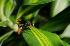 Asian hornets have been spotted near Dover in Kent 