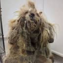 Pepper was found ‘extremely matted'