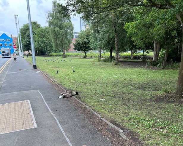 The RSPCA has appealed for dashcam footage after a van reportedly ploughed into a flock of geese