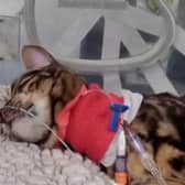 Heartbreaking footage shows 11-month-old moggy Bella hooked up to tubes and a heart monitor after coming into contact with a lily, which are highly poisonous to cats.