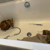 The resident returned home to find the young animal curled up in the tub. 