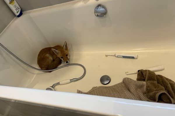 The resident returned home to find the young animal curled up in the tub. 