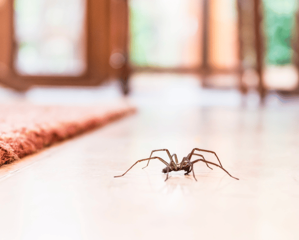 Thousands of creepy-crawlies are set to invade UK homes as spider mating season begins in September. 