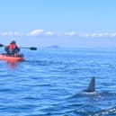 Ally Connell, 38, was only a mile from shore on a fishing trip when he saw a massive shark fin poking out of the water.