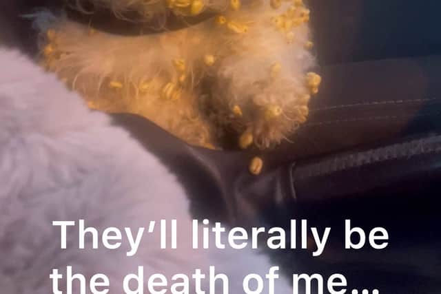 Heather's 2-year-old Shih Tzu, Crumpet covered in sugar puffs. A video shows a woman's hilarious reaction to her dog getting sugar puff cereal stuck in her fur.