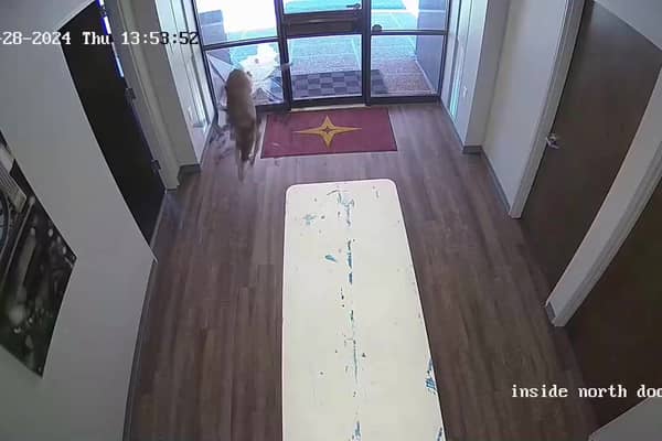 Deer smashes through bank window.