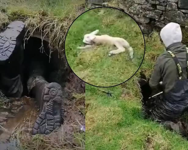 Farmer saves lamb from pipe