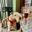 Bertie the lakeland terrier accidentally became an international celebrity - after his owner made him a social media page in a bid to 'find a dog walker'.