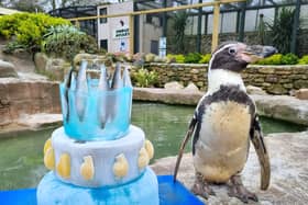 Spneb, Europe's oldest penguin, celebrates her 36th birthday with a fish themed cake at Paradise Park, Cornwall.