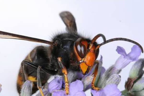 Asian hornets are smaller than native hornets, but deadly to our bees and other pollinators (Photo: Wildlife and Countryside Link/PA Wire)