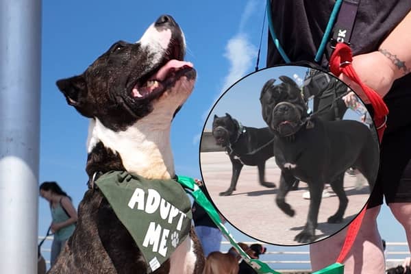 A rescue dog who was badly mistreated after she refused to fight has enjoyed a special outing - on a Cane Corso walk!