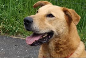 Bear is looking for his forever home after spending 4 years in kennels.