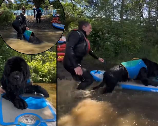Hobie the paddleboarding dog loves being in the water so much he just REFUSES to get out! 