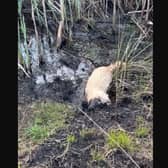 9-month old Bella the golden doodle is ecstatic in her mudbath!
