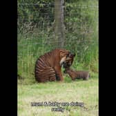Zaza the Sumatran tiger cub at Manor Wildlife Park in Pembrokeshire