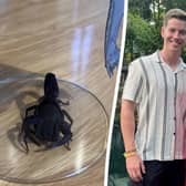 the scorpion that John Gray and Jodie Daly bought back from Mexico.