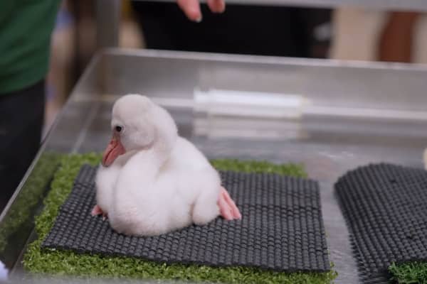 Adorable fluffy flamingo chicks hand-reared at Whipsnade Zoo