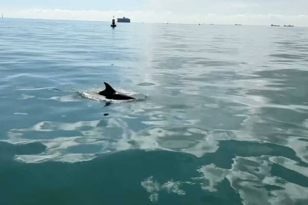 Incredible footage shows pod of dolphins frolicking next to a boat