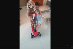 Fluffy dog rides a scooter with help of adorable toddler