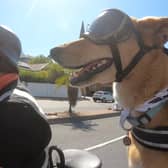 Brody, the real life Gromit, who accompanies tourists on sidecar tours with owner Tim Clarke. 