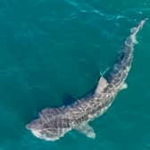 Basking shark spotted off the coast of Scotland in Ayrshire