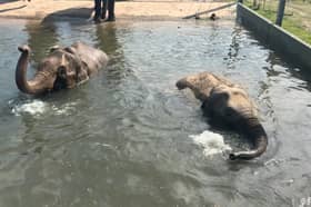 Blackpool Zoo has released adorable pictures of pregnant elephants Noorjahan and Esha at an aqua-natal class.
