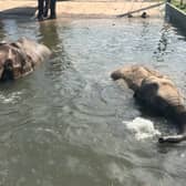 Blackpool Zoo has released adorable pictures of pregnant elephants Noorjahan and Esha at an aqua-natal class.