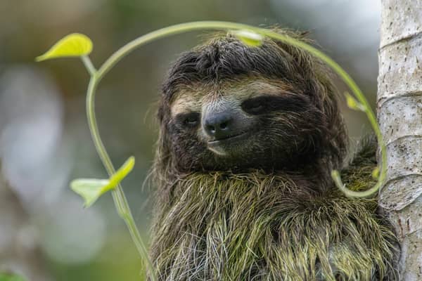 The virus is thought to have originated in pale throat sloths. (Photo: Pexels, Steve Paton)