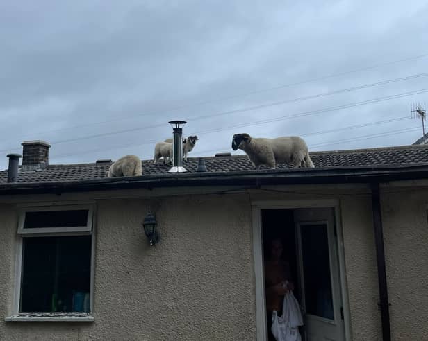 A Lancashire homeowner has described the 'hilarious' moment when she found a flock of sheep walking around on her roof.