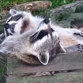 Adorable sleepy raccoons lounge around at Northumberland Zoo