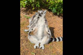 Adorable video shows lemurs ding yoga in the sun at Blackpool Zoo
