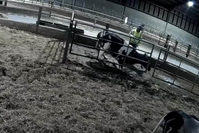 An undercover investigation by animal rights activist Joey Carbstrong revealed the disturbing abuse at Stockton Grange Farm, in Shropshire which supplies international dairy firm Müller.