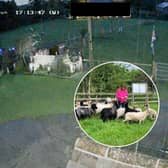 Flock of sheep flee in terror during fireworks display near farm