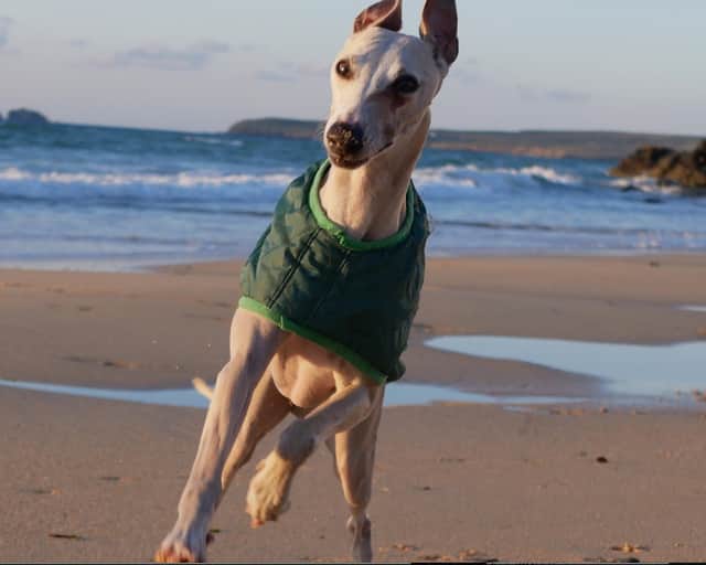 A dog who developed a brain injury from eating contaminated food has made a miraculous recovery - as he now has thousands of social media followers, his own book and a 'wobbly walk'.