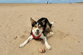 Border Collie Jax.