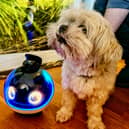 review of the Enabot X pet and family companion robot