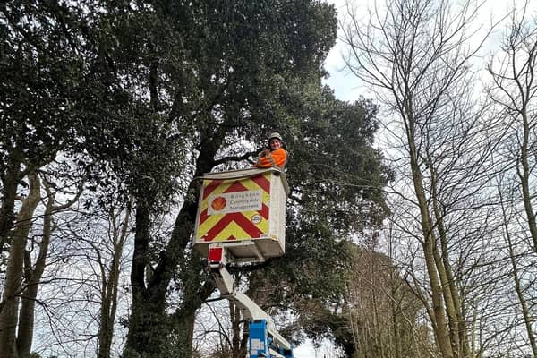 Otto the cat being rescued from a 40 feet-tall tree by Knighton Countryside Management in Weymouth, Dorset.  