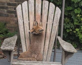 A fox cub needed a helping hand from an RSPCA rescuer after she got her paws stuck between the slats of a wooden garden chair in Surrey. 
