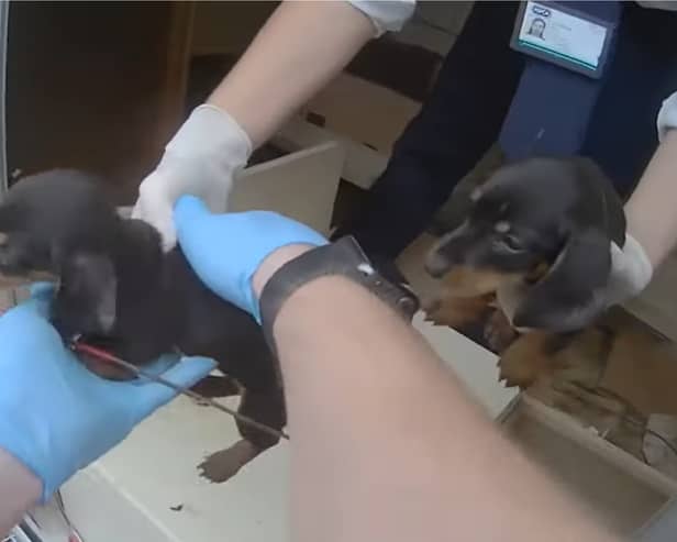 The puppies are lifted from the caravan.