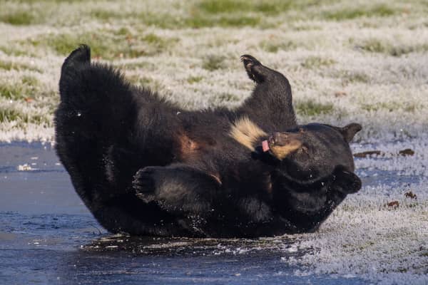 North American black bears playing on the ice at Woburn Safari Park in Bedfordshire.