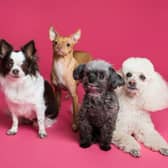 Research suggests that eight out of 10 dogs find it hard to be left on their own. 