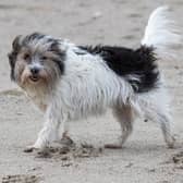 These are the six most common health conditions in pets and the steps you can take to protect them. 