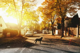 Between January 2023 and June 2024, nearly 5,000 dogs and over 20,000 cats were reported missing. 