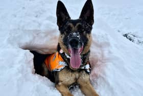 Clever search dog SD Hope 'rescues' handler from a snow hole during a training exercise in the Cairngorms