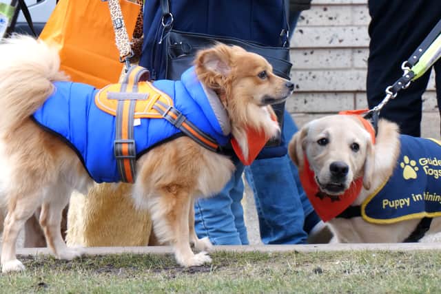 Around 80 dogs turned up to say goodbye to a terminally ill guide dog named Ian, who had a special final walkies on Blackpool Promenade