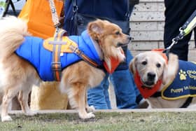 Around 80 dogs turned up to say goodbye to a terminally ill guide dog named Ian, who had a special final walkies on Blackpool Promenade